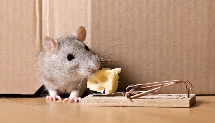 Are You Searching For The Best Solution To Trap Rats